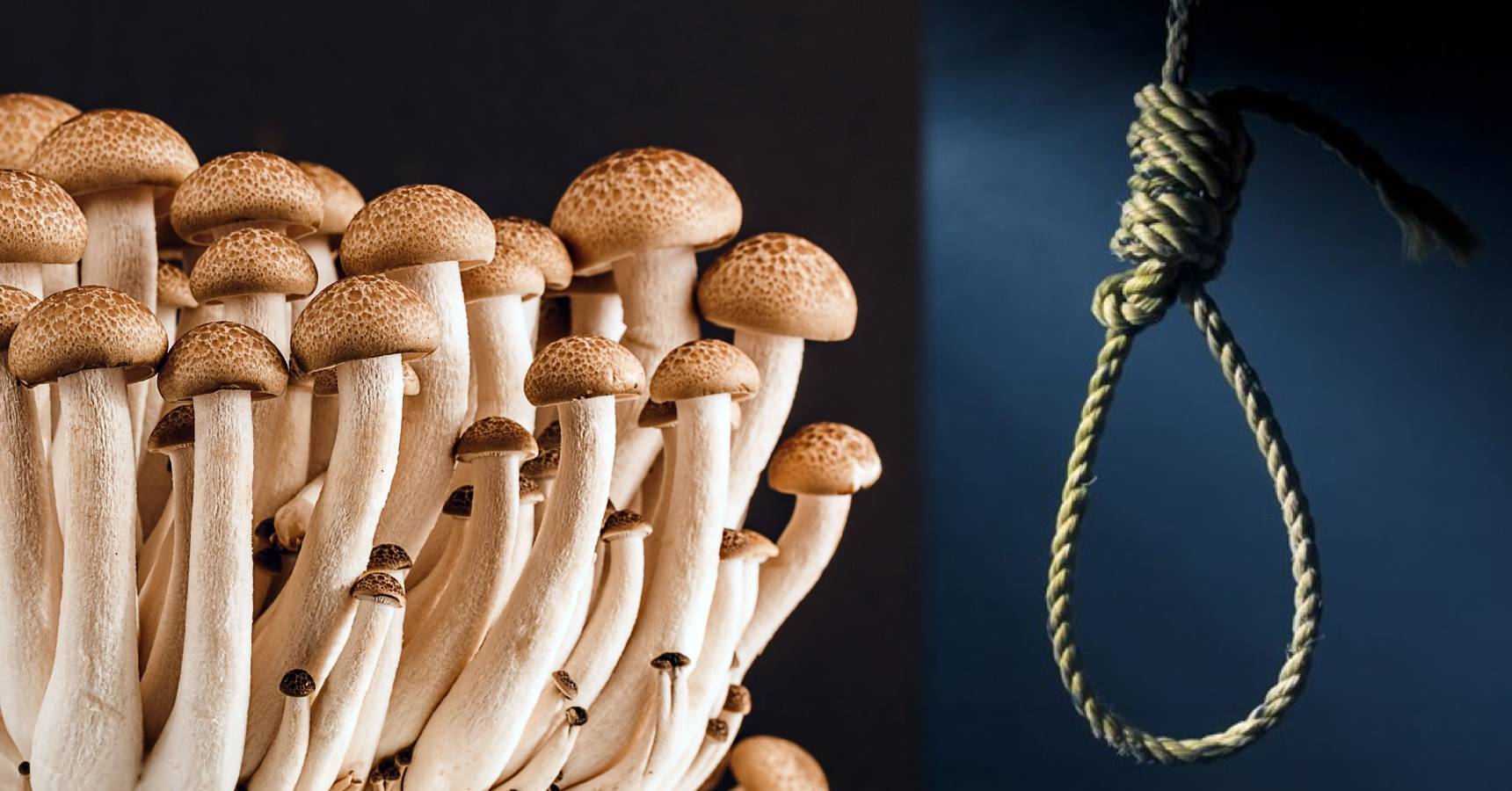 Mushroom suicide