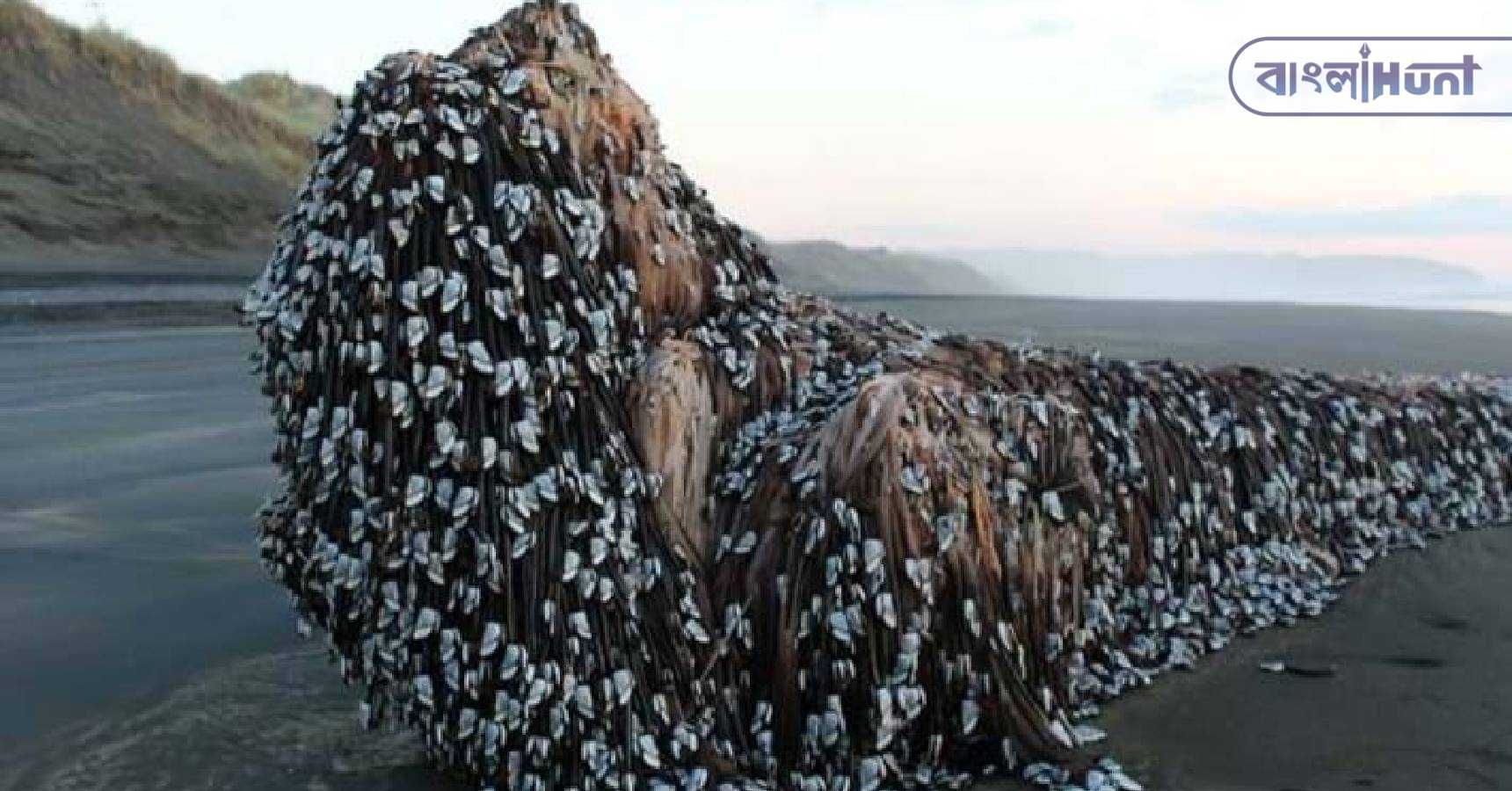 Gooseneck Barnacles 2
