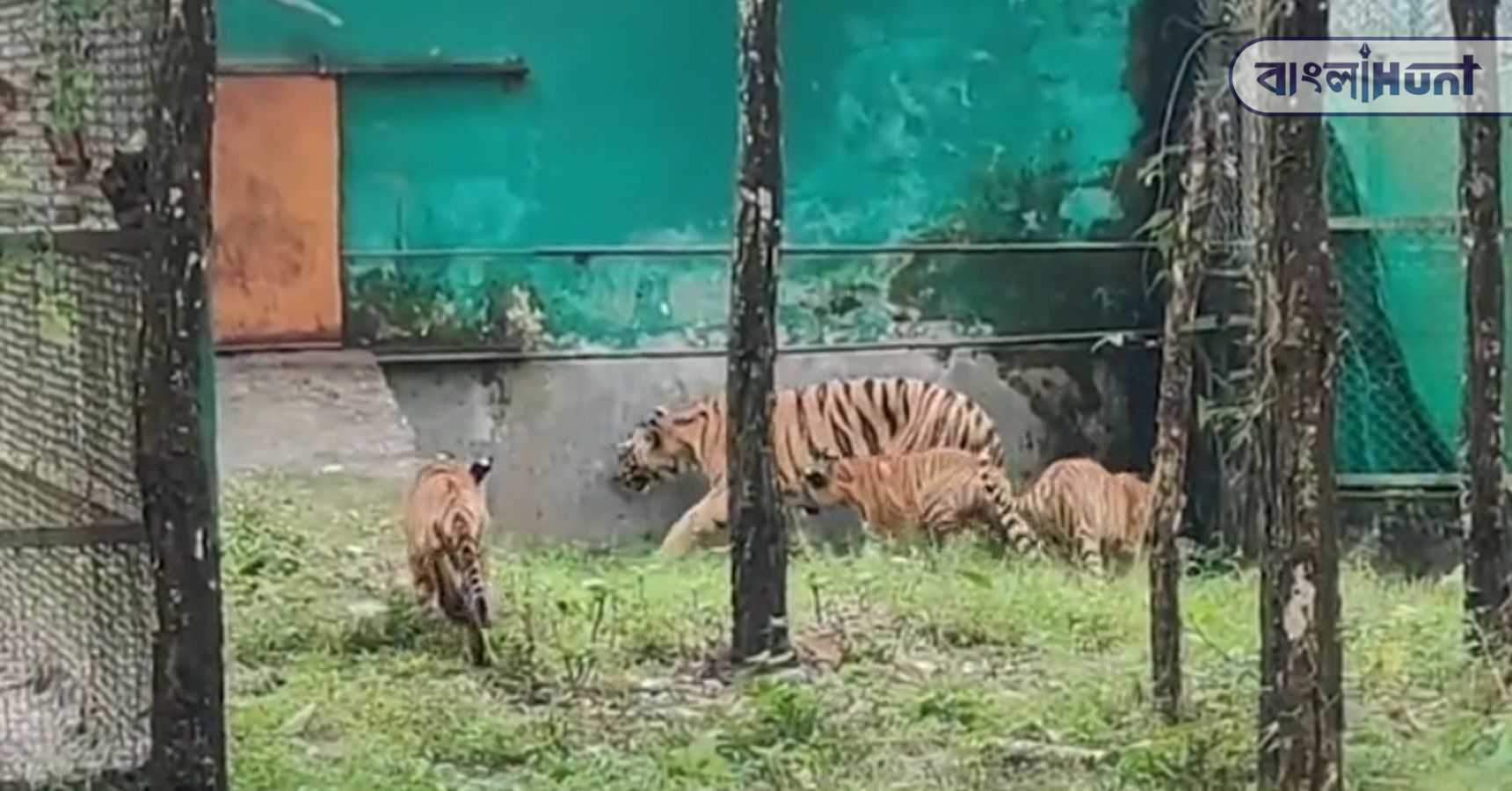 Royal Bengal Tiger
