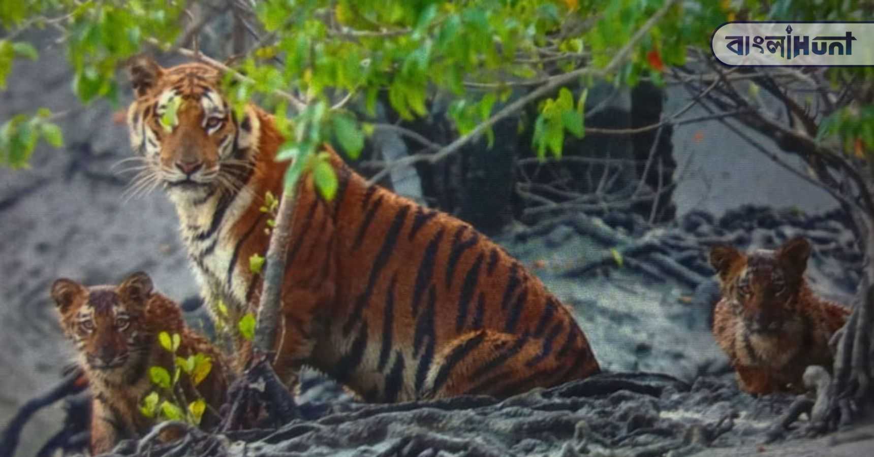 Sundarban RBT