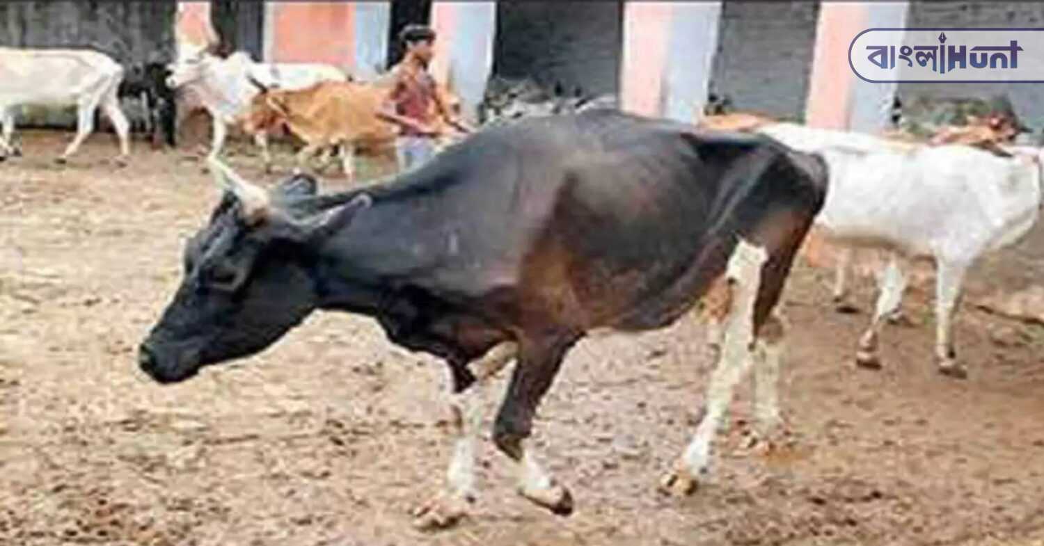 brucellosis 