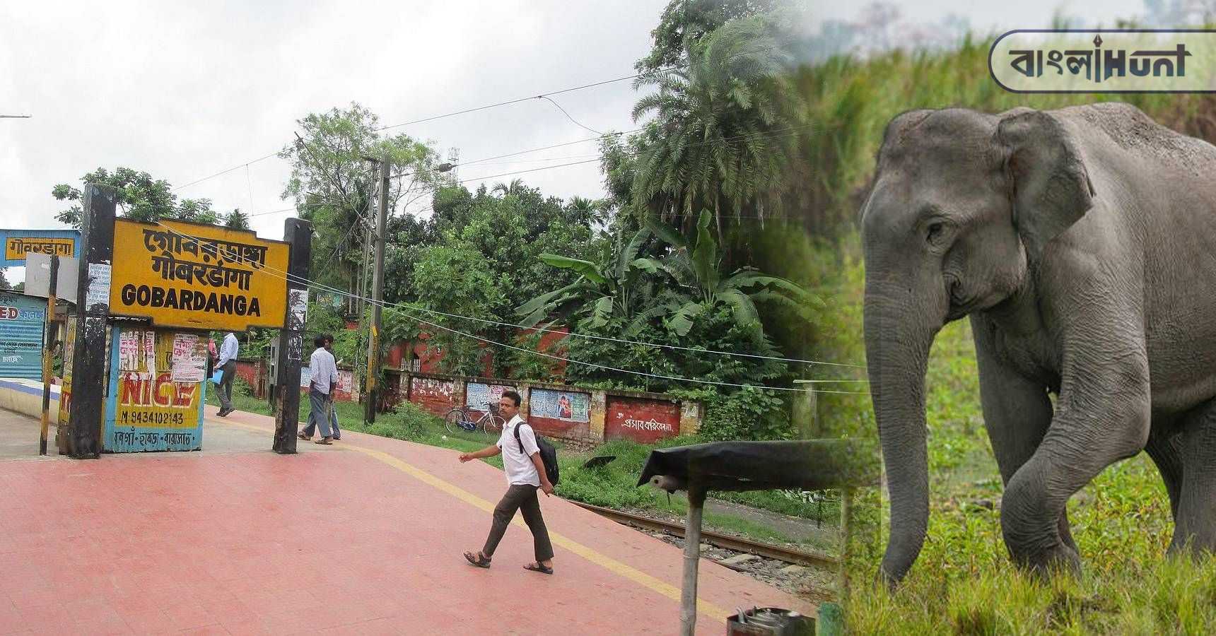 elephant platform