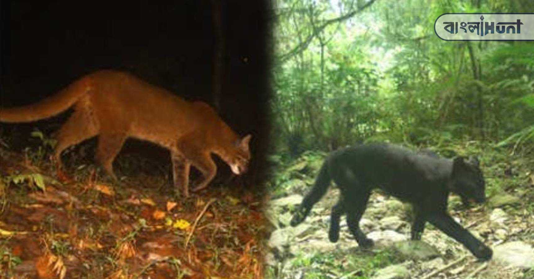 asiatic golden cat