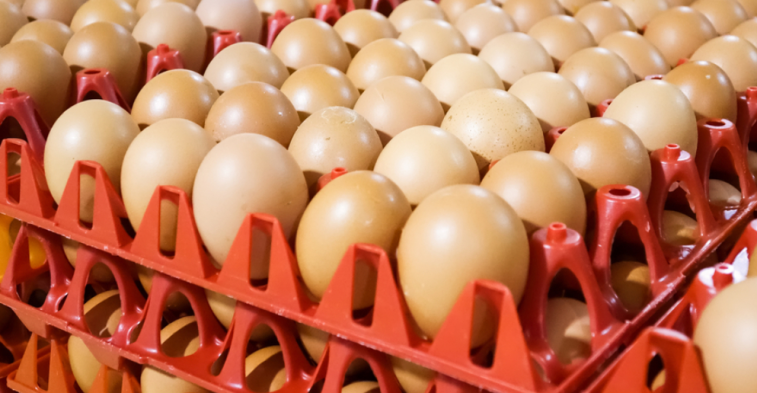 egg price increase