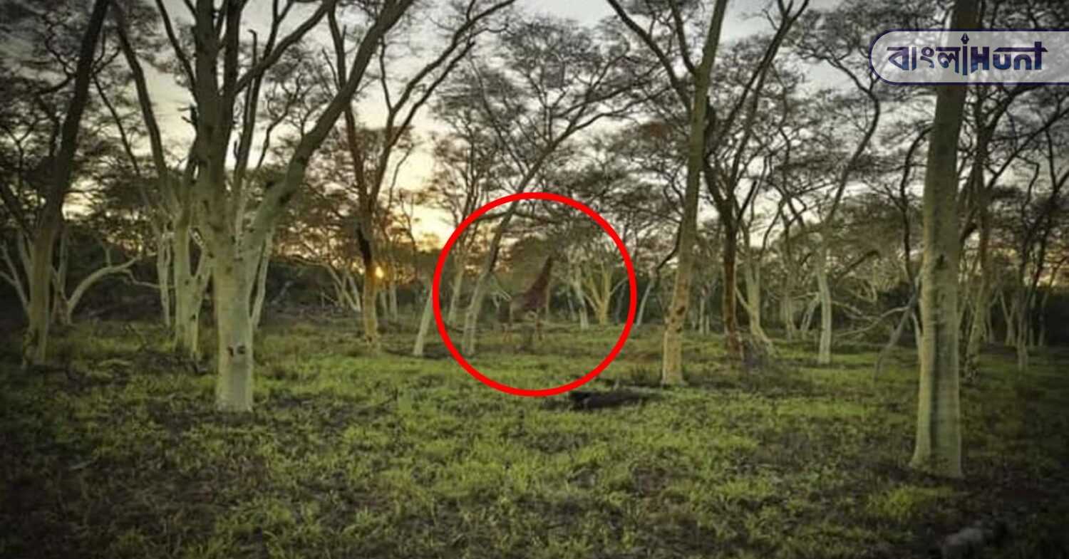 optical illusion solve (3)