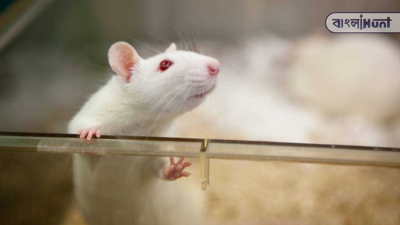 rat cyborg
