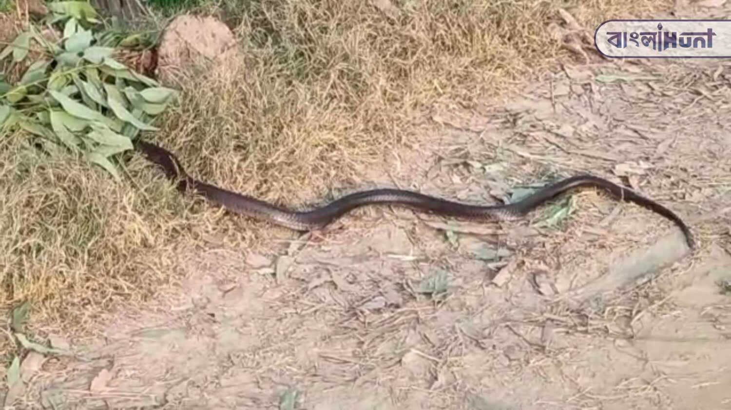 Snake