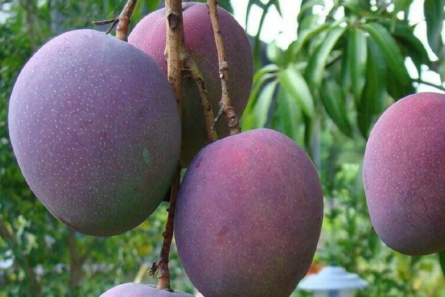 mango