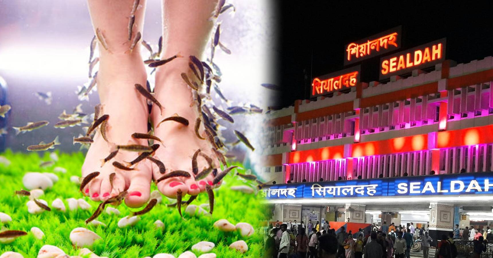 fish spa sealdah
