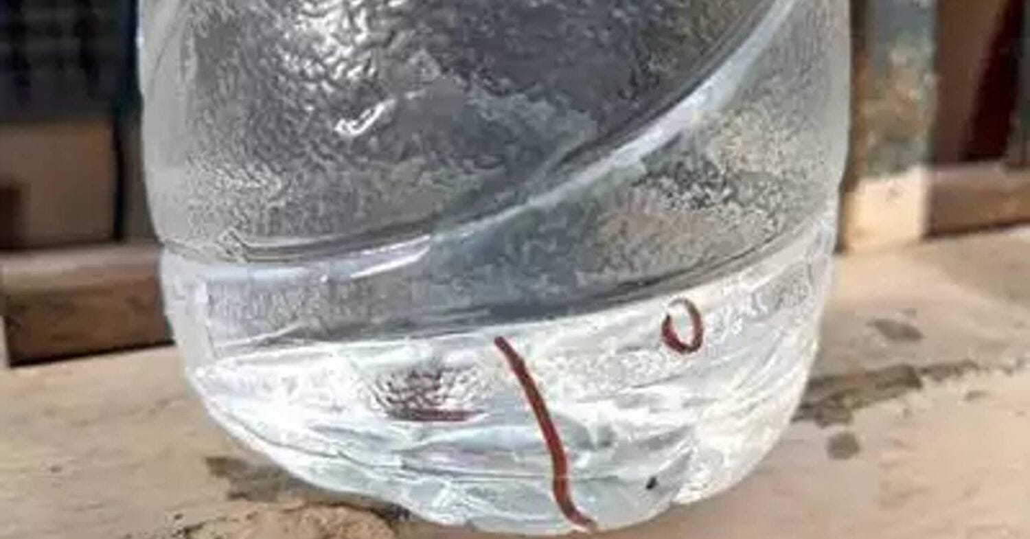 insects and earthworms in water