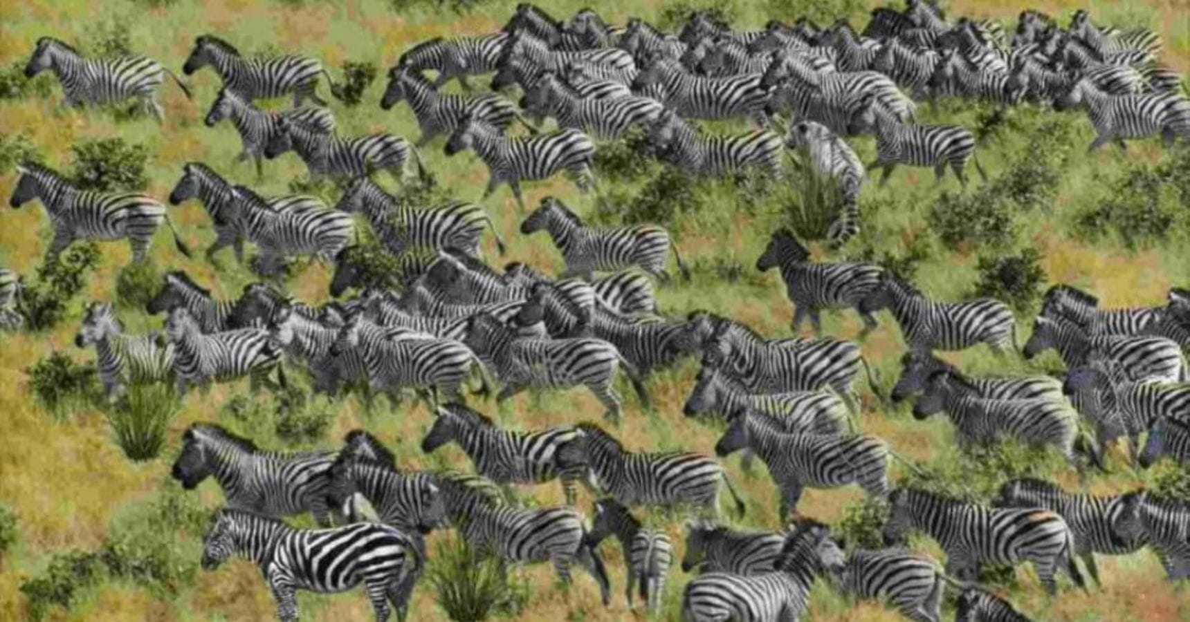 optical illusion (44)