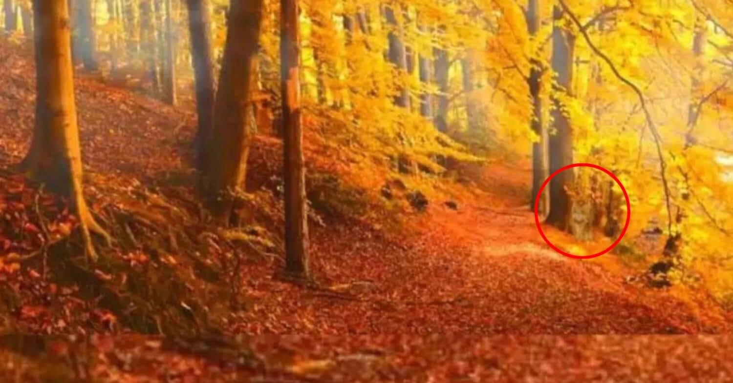 optical illusion solve (18)
