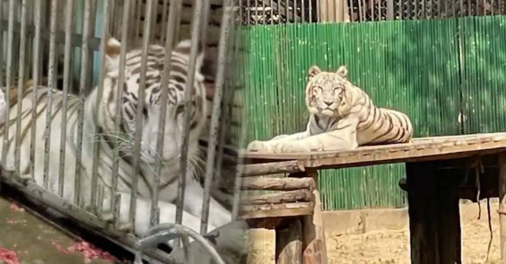 white tigress death