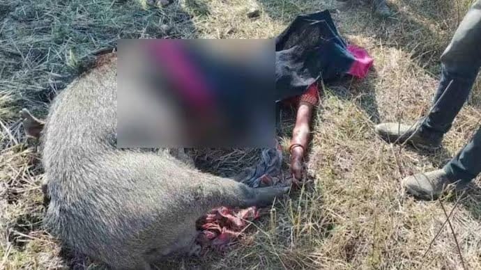 wild boar fight