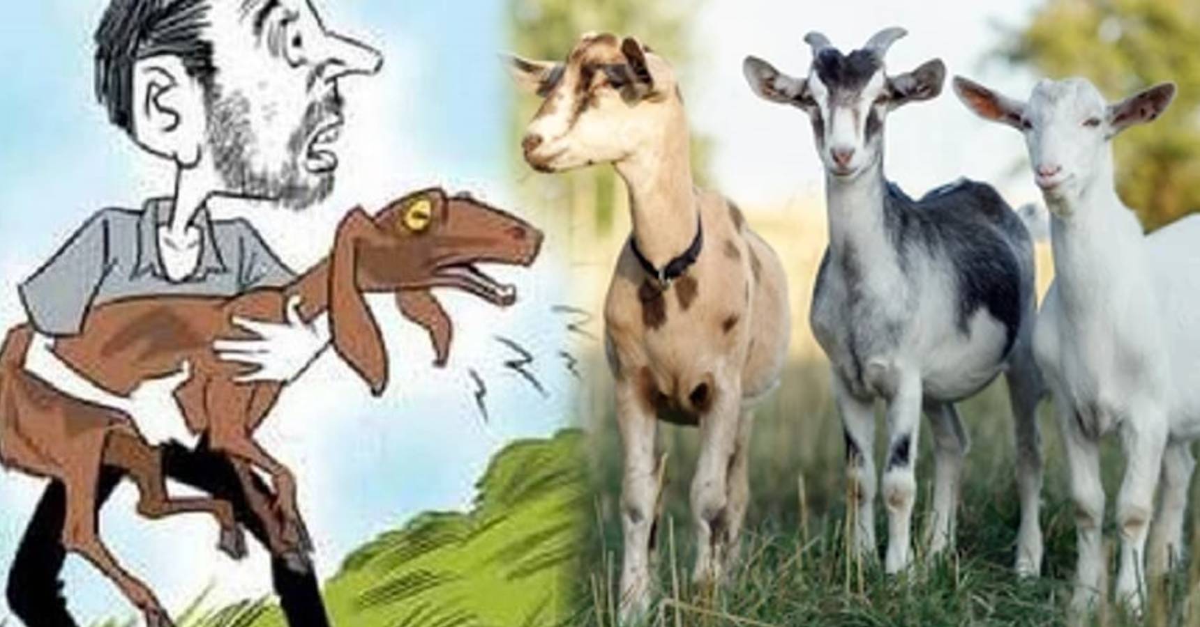 deganga goat theft