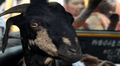 goat 759