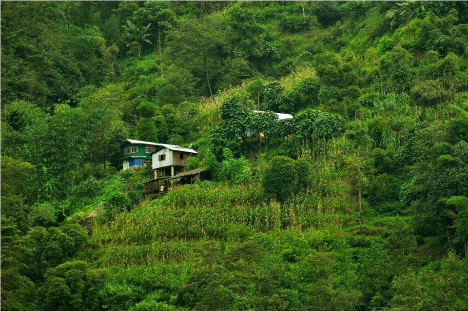 Palmajua