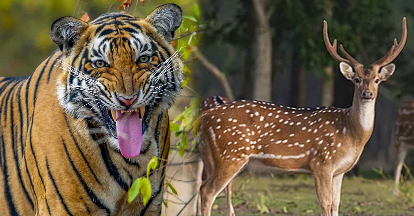 royal bengal tiger