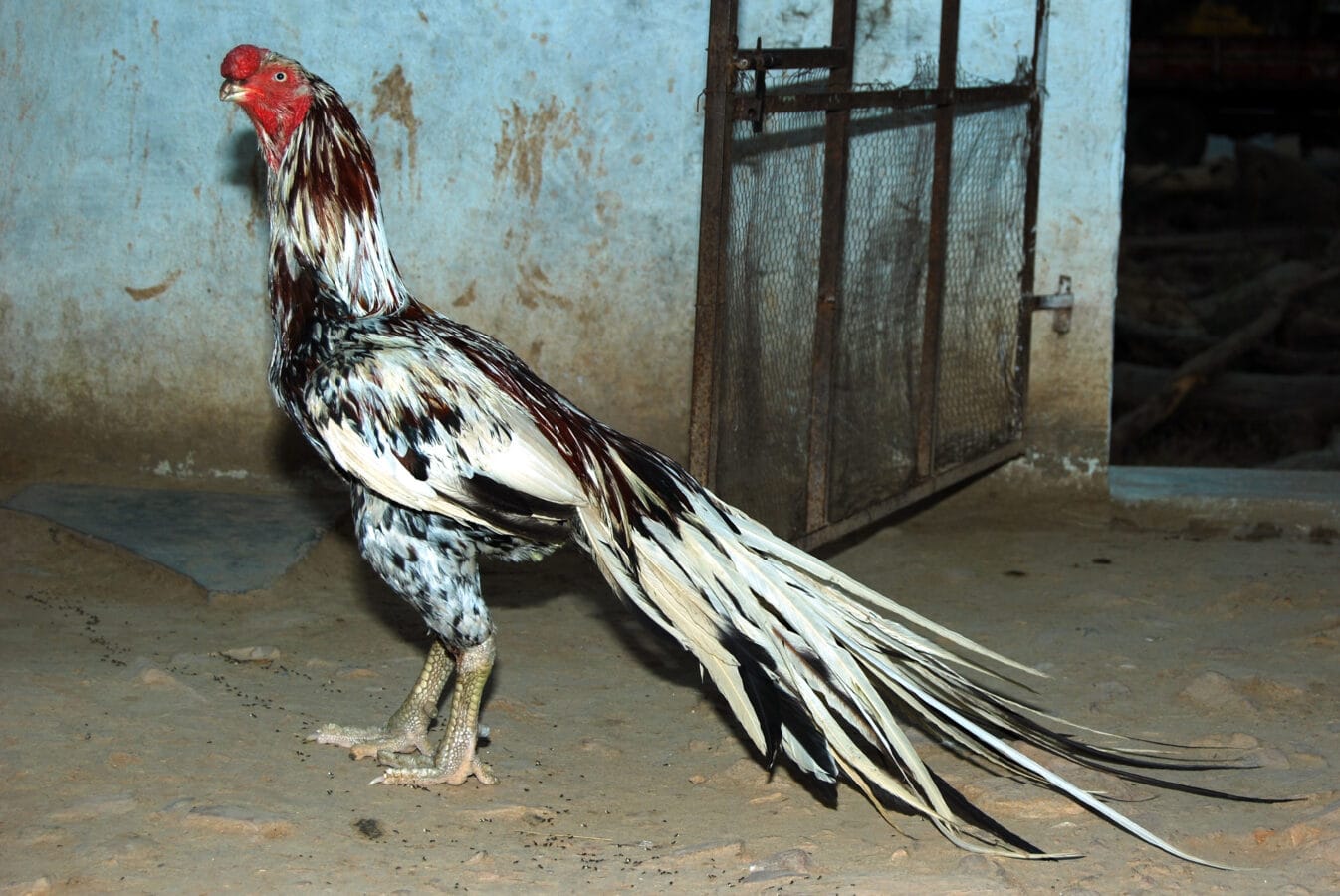 (vaal seval) from alanganallur, madurai (cropped)
