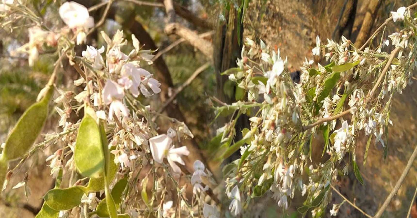 white palash tree