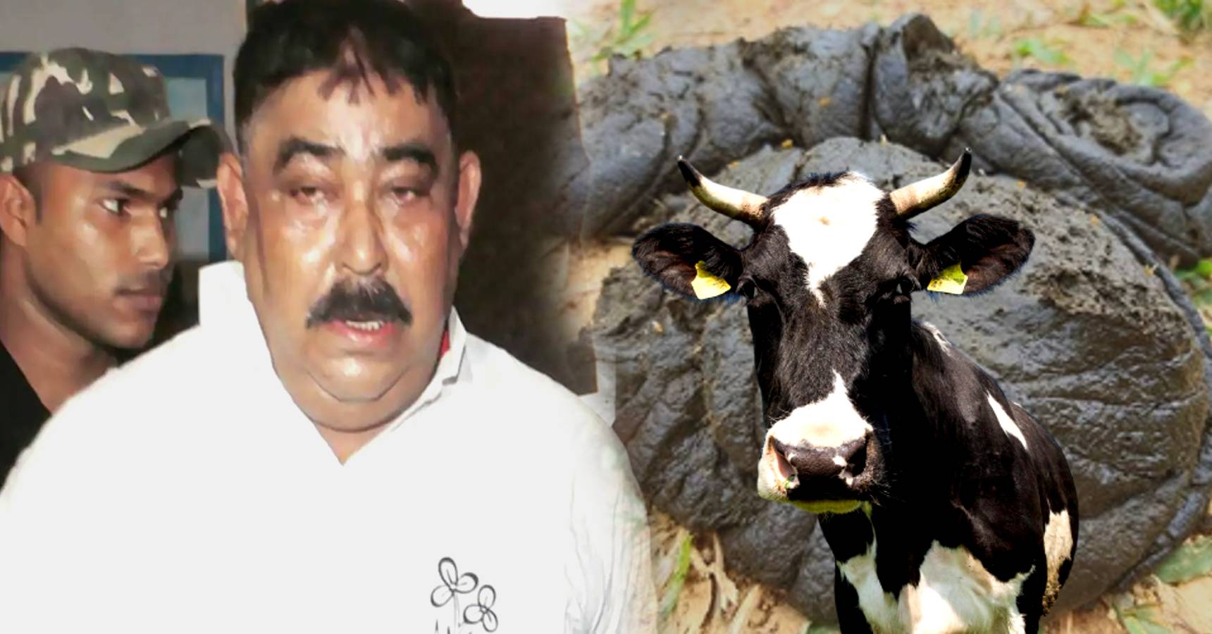 anubrata, cow