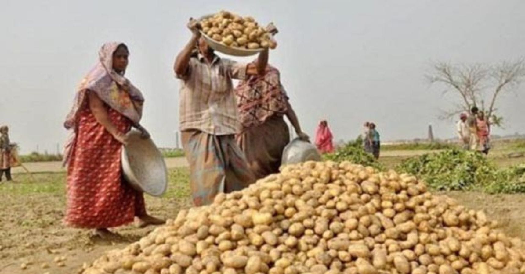 Potatoes