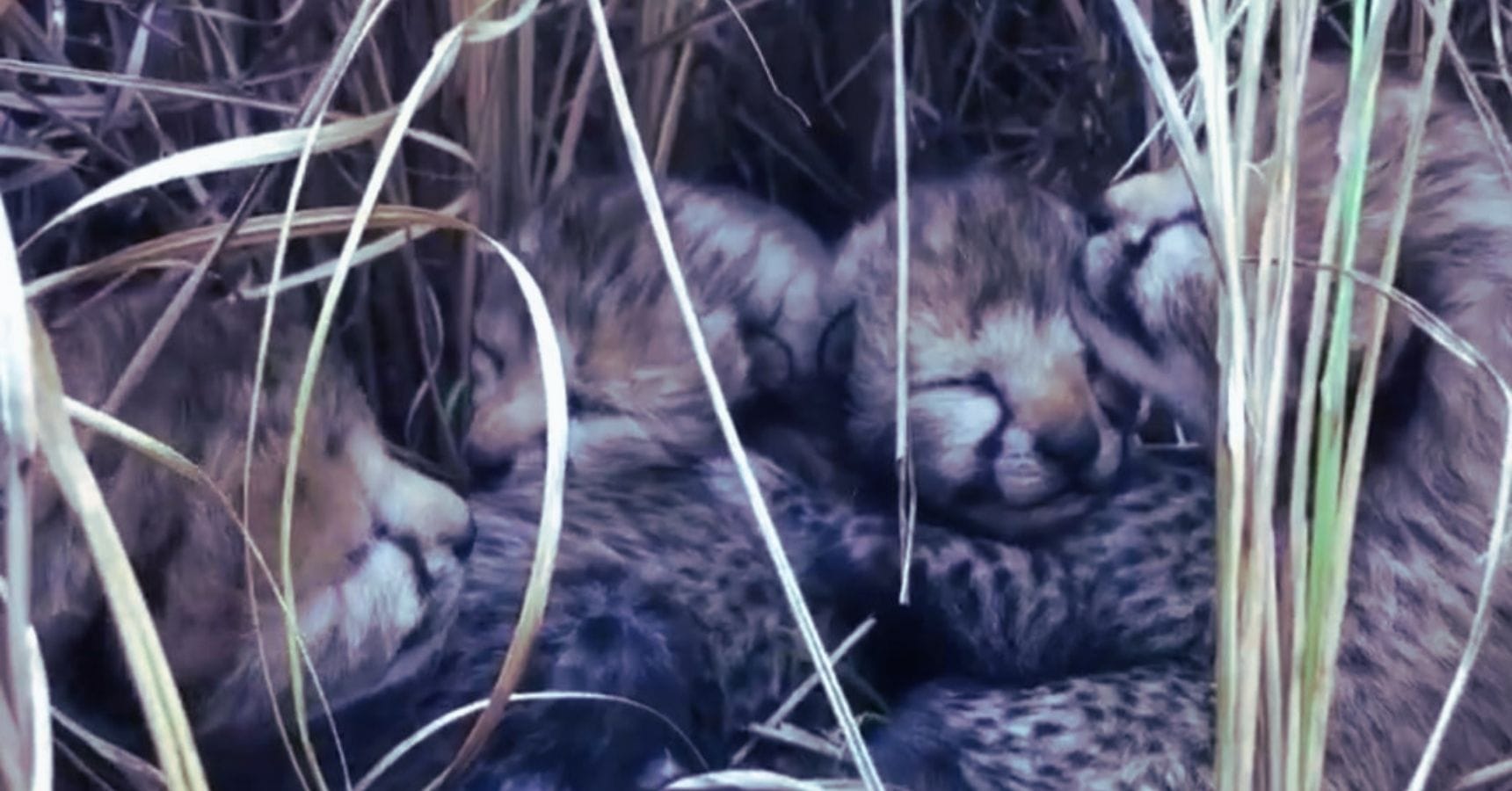 Cheetah