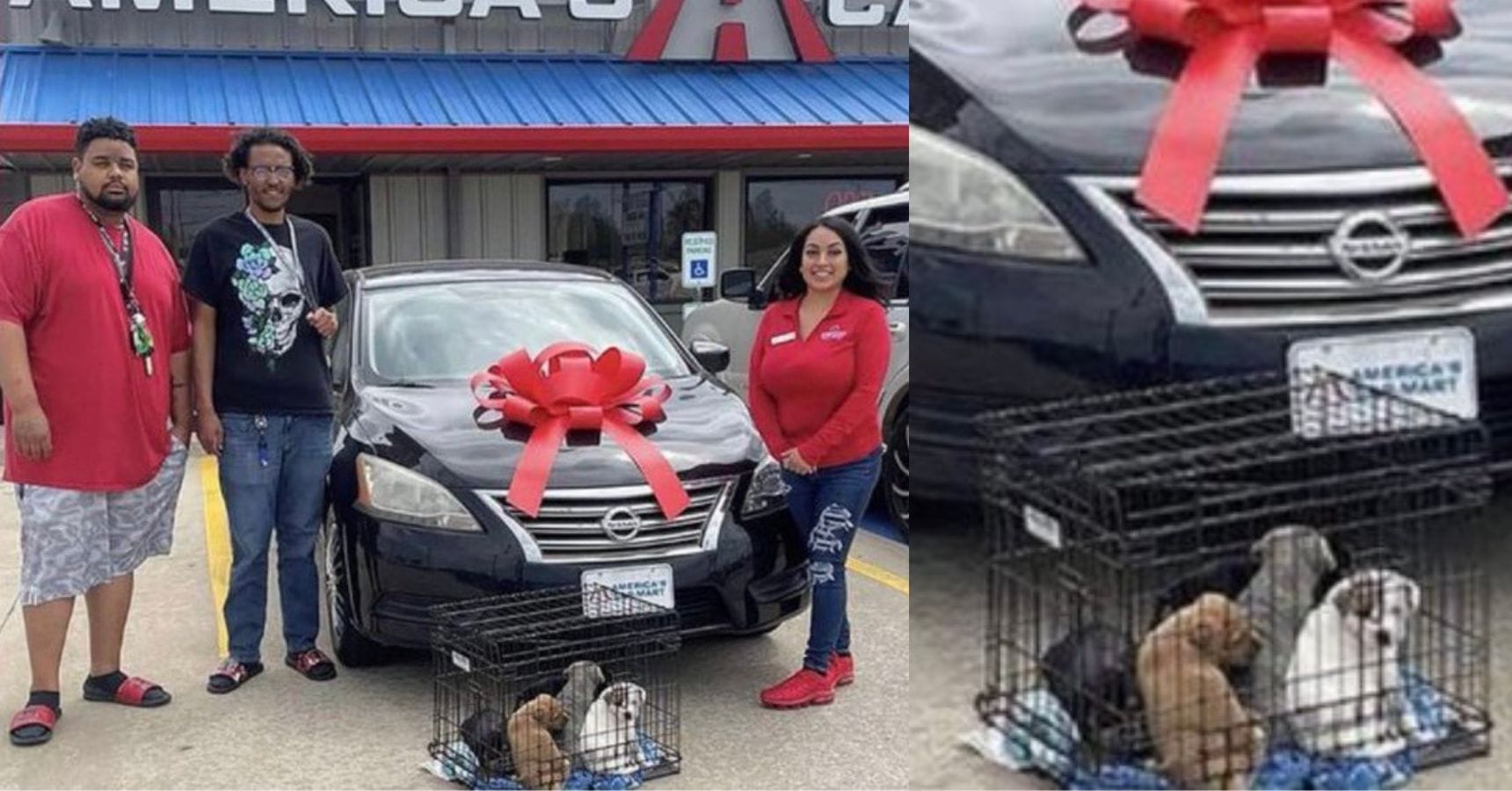 exchange dogs for car