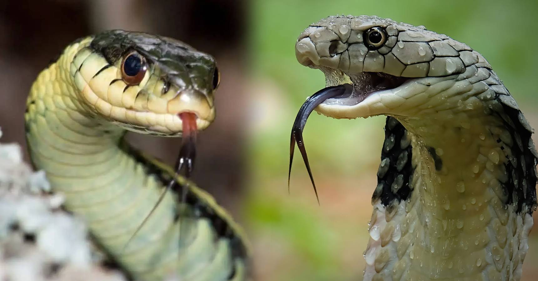 Huge snakes found in this state of India
