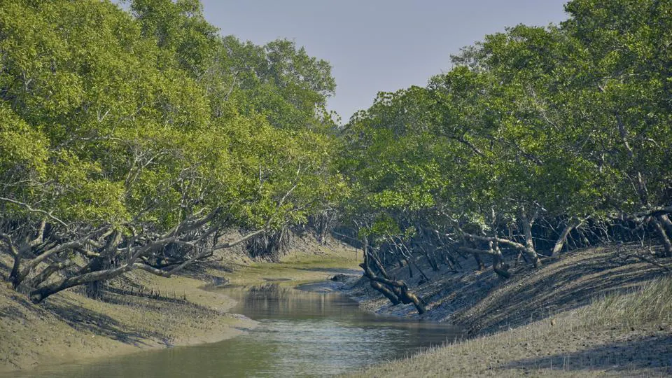 sunderban