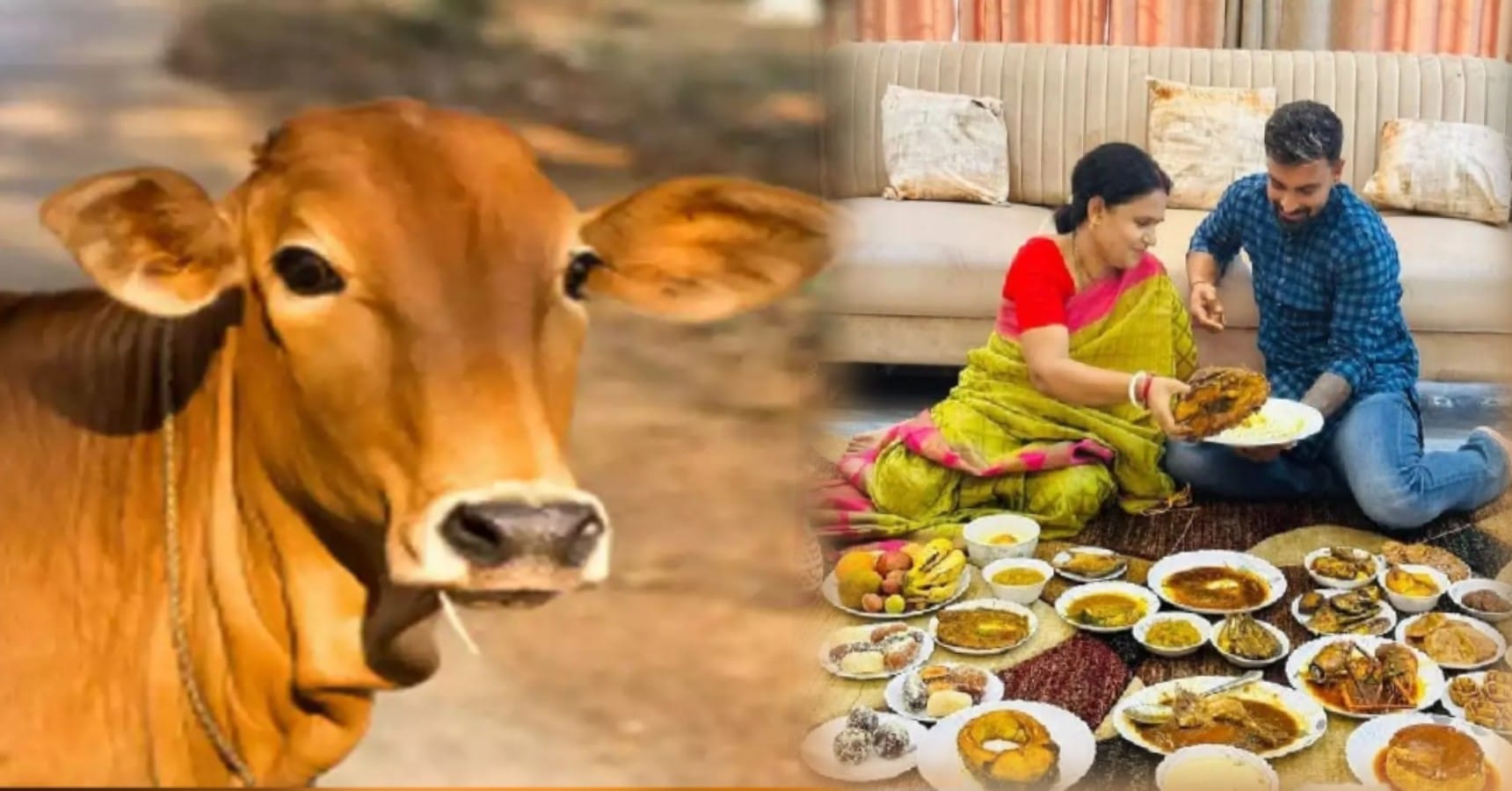 cow liton