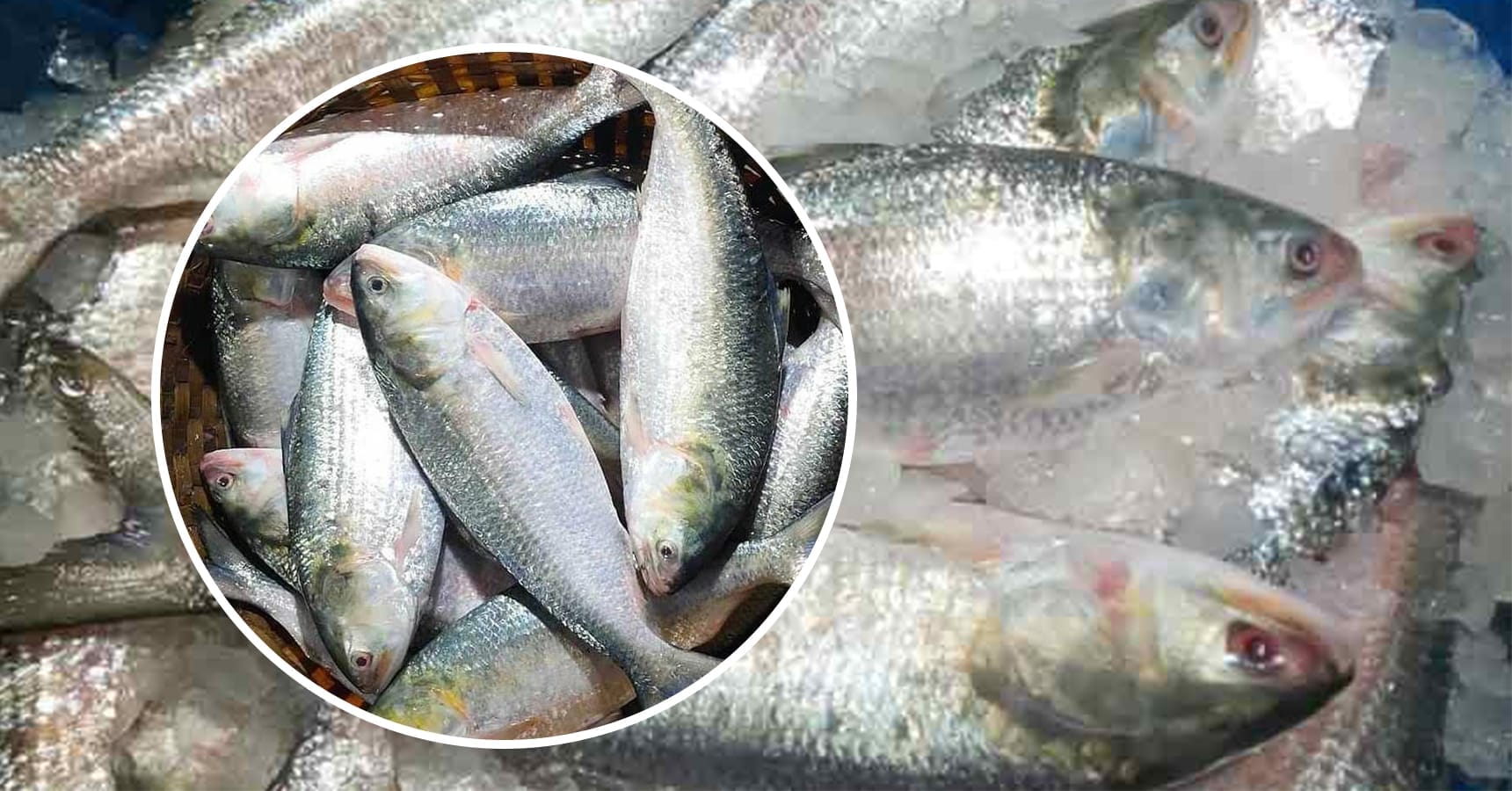 ilish 