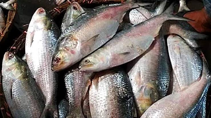 ilish