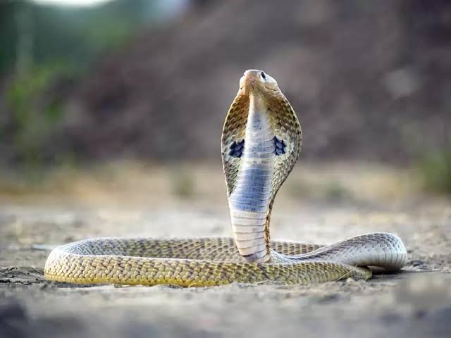 snake ১