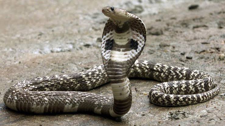 snake