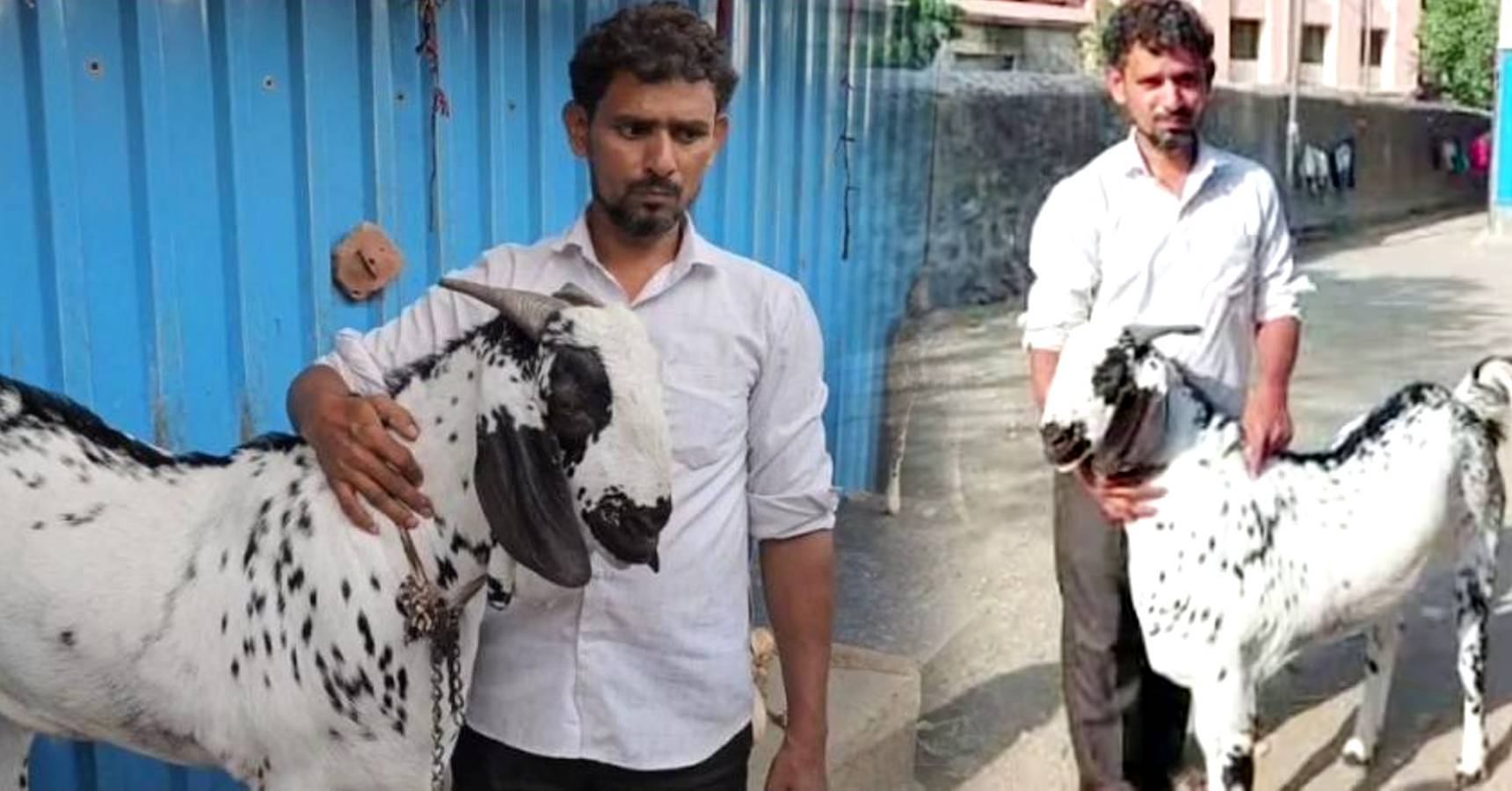goat died