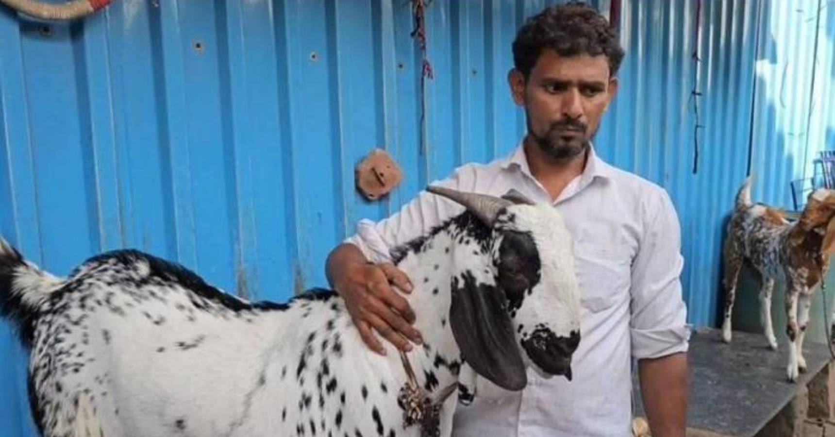 special goat