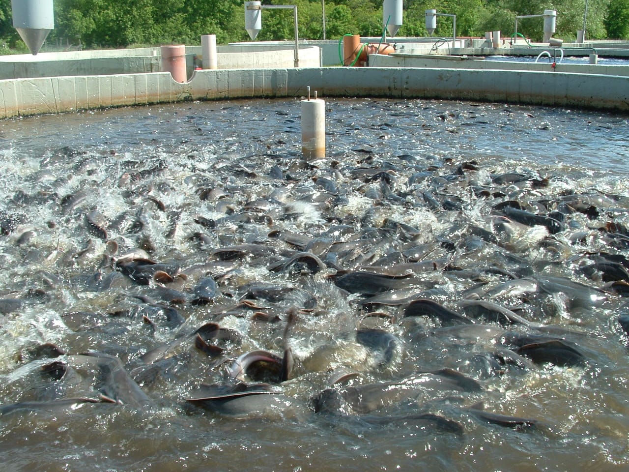 This woman is making great income by starting fish farming 