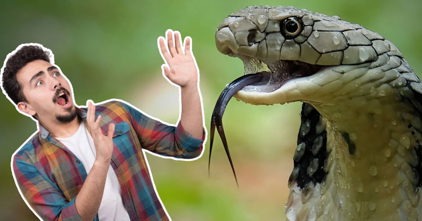 Because of this, the snake makes a hissing sound