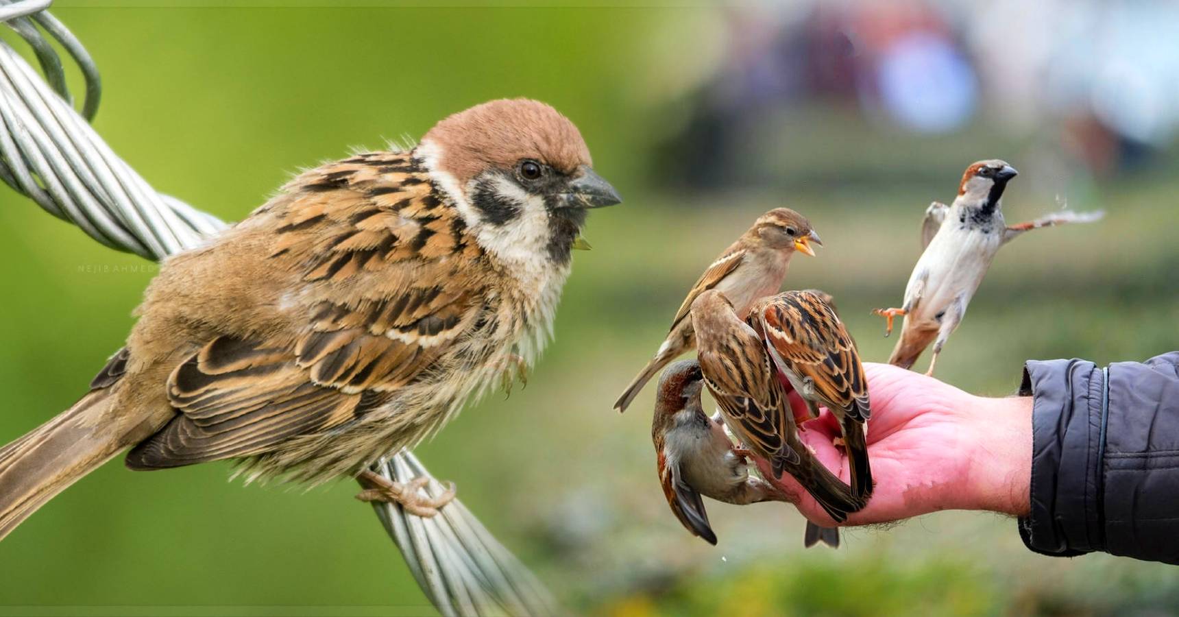 sparrow