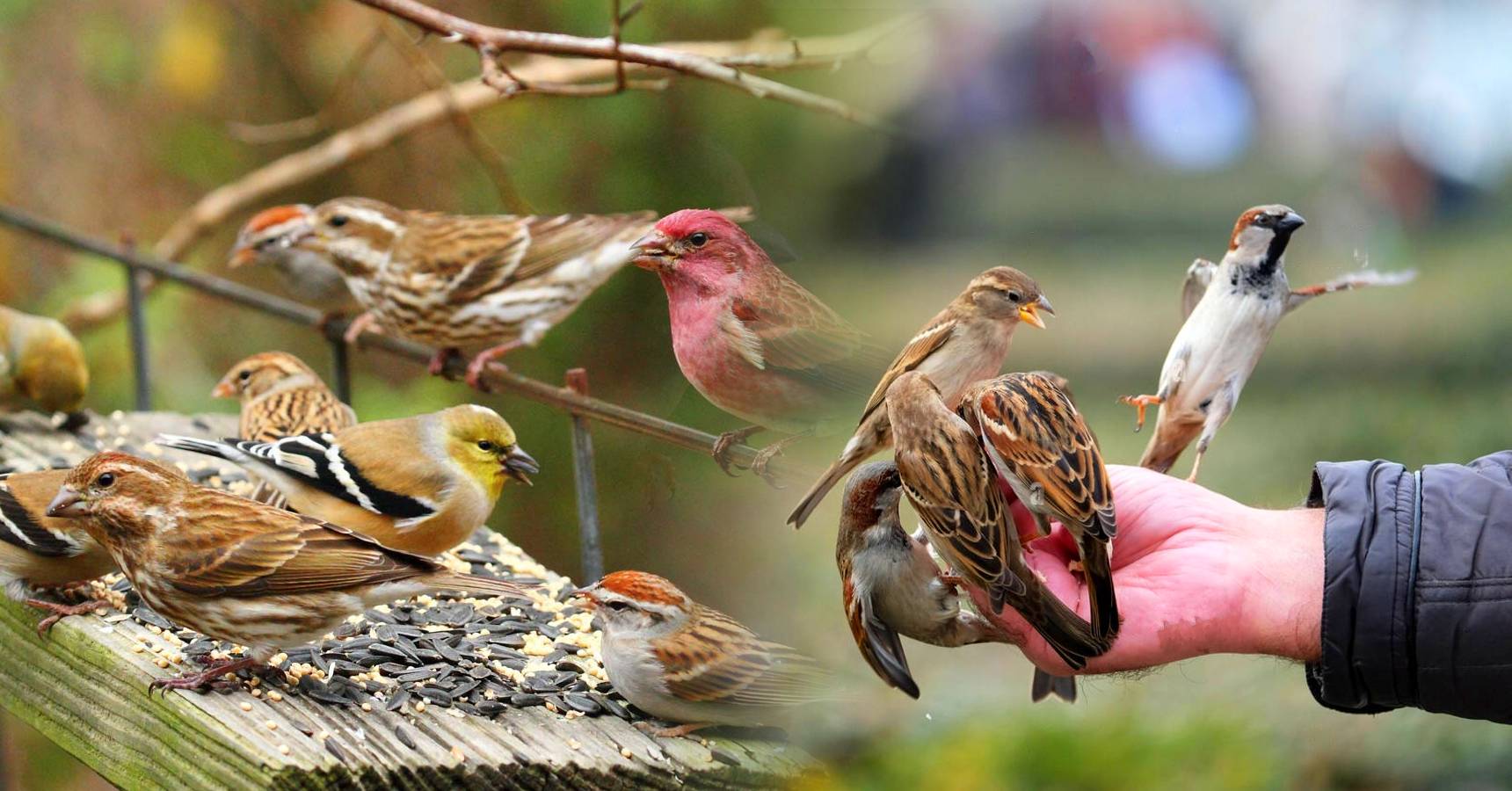 sparrow