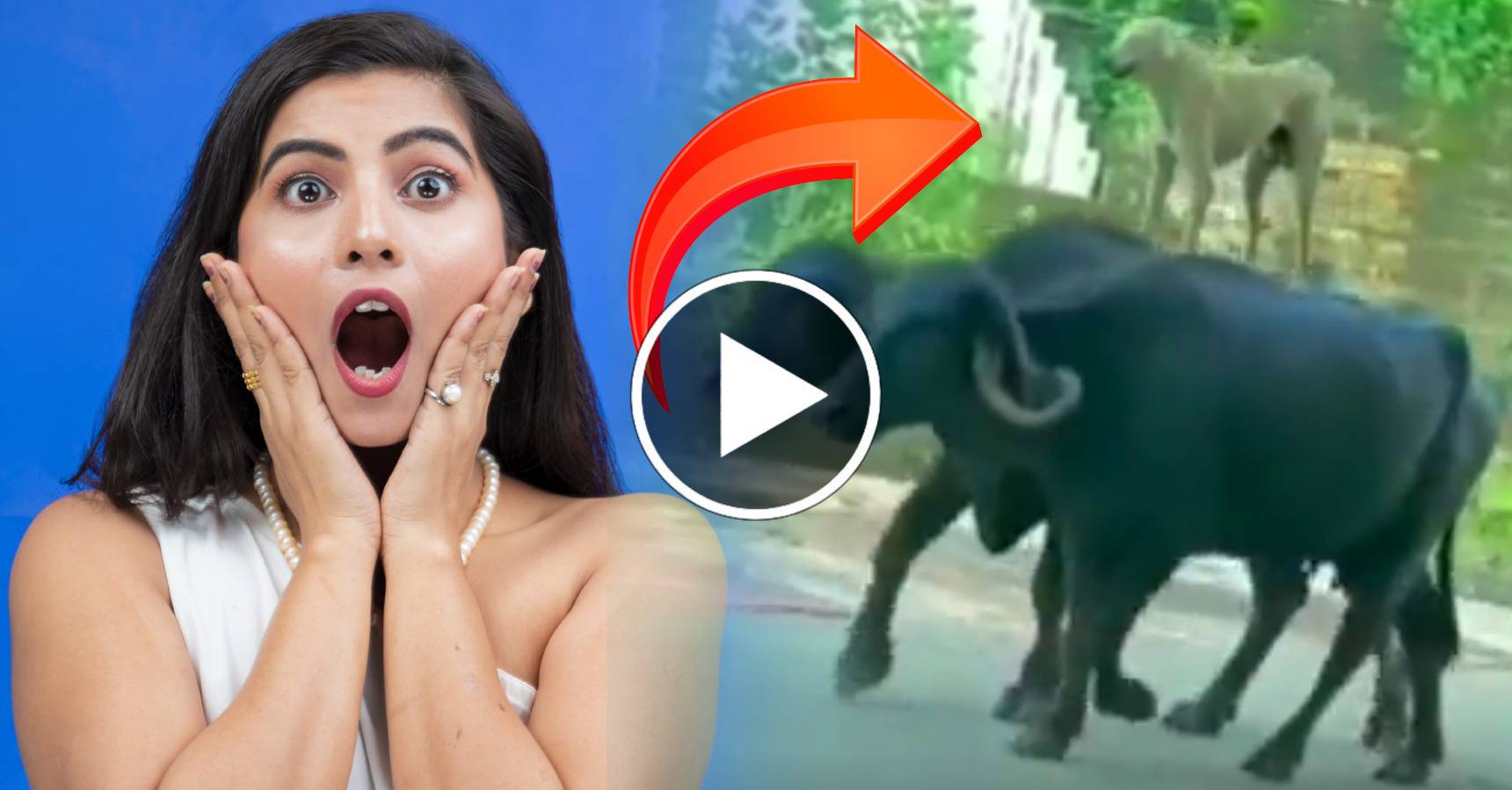 viral video (4)