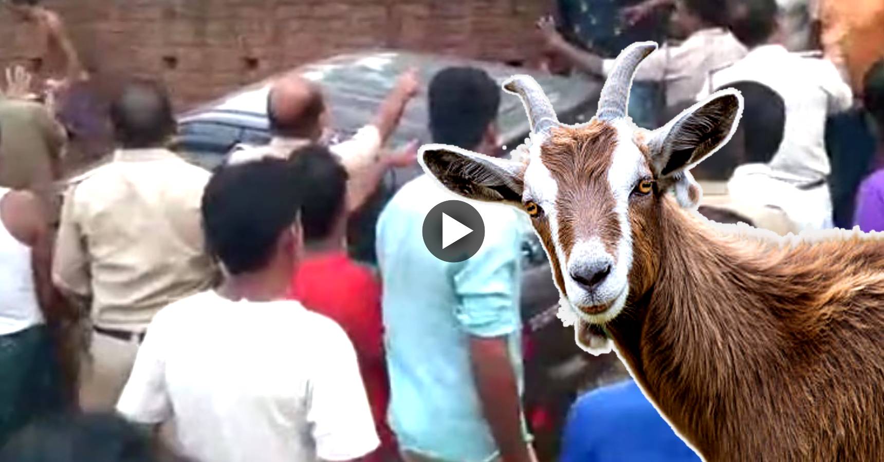 tmc leader , goat