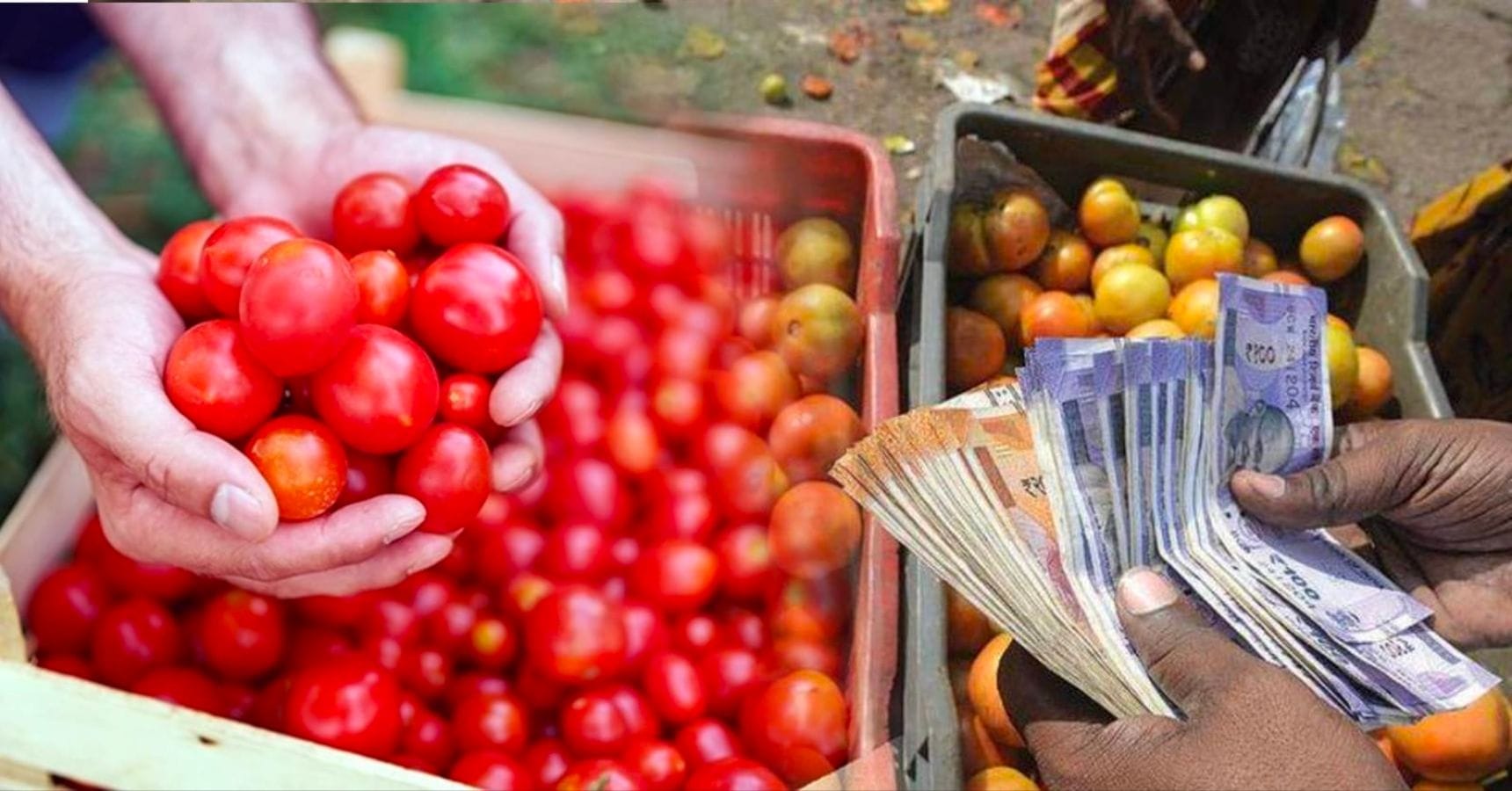 tomato prie ada