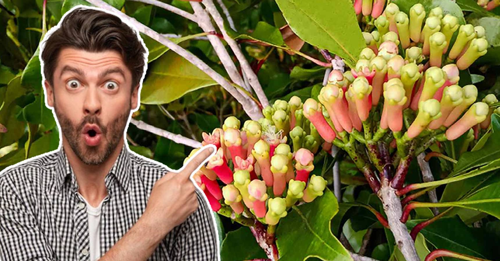If you start cultivating cloves, you will get a lot of profit
