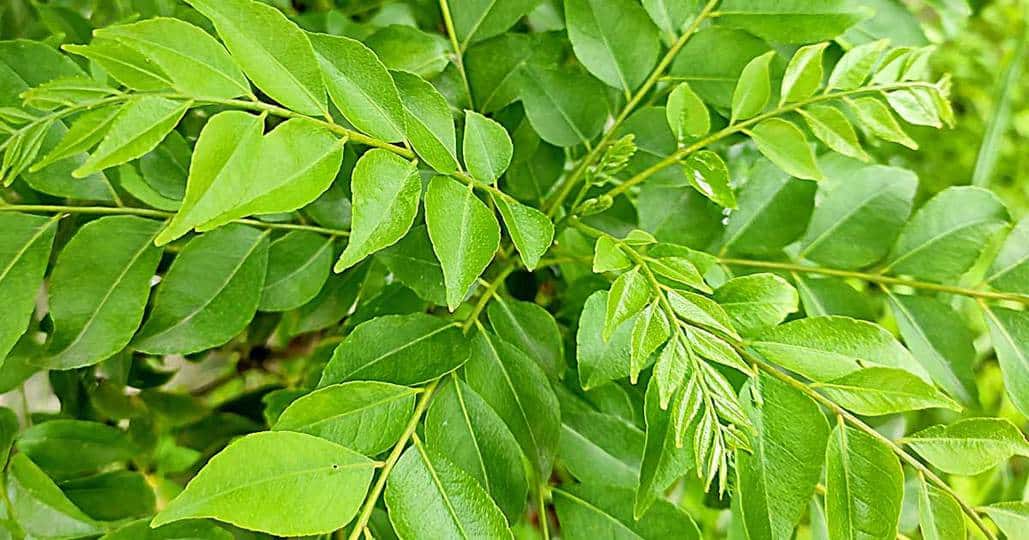  You will become profitable if you start cultivating this tree