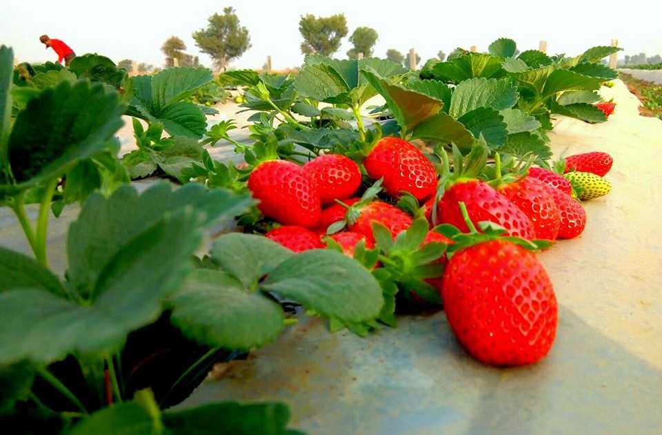 If you start this farming, you will get huge profit