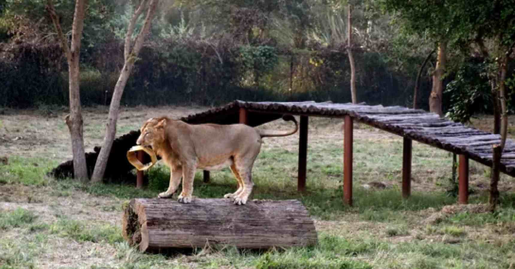 Lion Safari is about to start in Siliguri