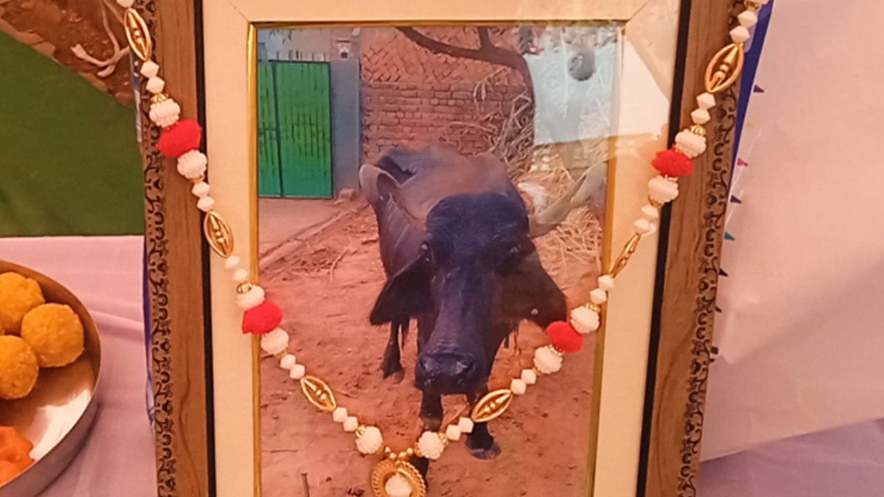The family organizes a feast after the last rites on the death of the beloved buffalo 
