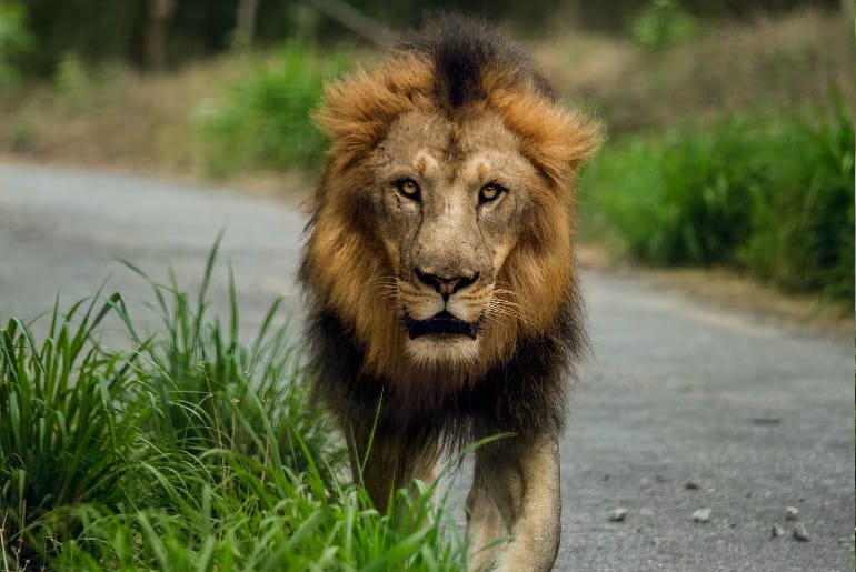 Lion Safari is about to start in Siliguri 